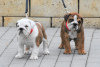 Photo №2 to announcement № 20643 for the sale of english bulldog - buy in Hungary breeder