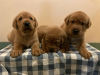 Photo №1. labradoodle, labrador retriever - for sale in the city of Dammam | negotiated | Announcement № 43279