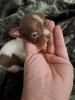 Photo №2 to announcement № 125850 for the sale of chihuahua - buy in Serbia breeder