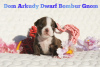 Additional photos: American Bully Kennel