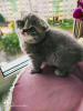Photo №3. Scottish fold kitten. Russian Federation