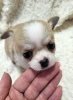 Additional photos: Chihuahua puppies