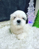 Photo №1. shih tzu - for sale in the city of Дрезден | negotiated | Announcement № 44776