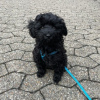 Photo №1. havanese dog - for sale in the city of Berlin | Is free | Announcement № 125194