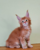 Photo №1. maine coon - for sale in the city of St. Petersburg | 431$ | Announcement № 19391