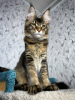 Photo №2 to announcement № 106950 for the sale of maine coon - buy in Germany private announcement