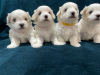 Photo №2 to announcement № 15563 for the sale of maltese dog - buy in Saudi Arabia private announcement