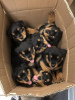 Photo №1. rottweiler - for sale in the city of Антверпен | Is free | Announcement № 108797