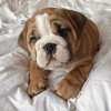 Photo №4. I will sell english bulldog in the city of Berlin. private announcement - price - 475$