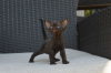 Photo №4. I will sell devon rex in the city of Мадрид. private announcement, breeder - price - 402$