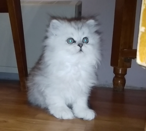 Photo №4. I will sell british longhair, persian cat, scottish straight in the city of Dnipro.  - price - 190$