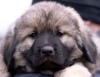 Photo №3. Yugoslav Shepherd Dog - Sharplaninec puppies. Russian Federation
