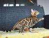 Photo №4. I will sell bengal cat in the city of Minsk. private announcement, from nursery, breeder - price - 280$