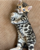 Photo №1. bengal cat - for sale in the city of Jablonec nad Nisou | negotiated | Announcement № 97872