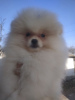 Additional photos: Spitz Pomeranian