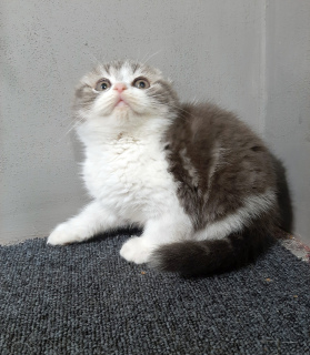 Photo №2 to announcement № 4071 for the sale of scottish fold - buy in Ukraine from nursery, breeder