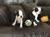 Photo №1. boston terrier - for sale in the city of Дрезден | Is free | Announcement № 95924
