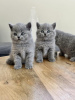 Photo №1. british shorthair - for sale in the city of Оснабрюк | Is free | Announcement № 95888
