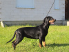 Photo №1. polish hunting dog - for sale in the city of Wilkowice | 591$ | Announcement № 14025
