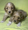 Photo №4. I will sell labradoodle in the city of Kreivilä. private announcement - price - Is free