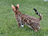 Photo №2 to announcement № 99432 for the sale of bengal cat - buy in United States private announcement, breeder