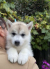 Photo №1. siberian husky - for sale in the city of Gomel | negotiated | Announcement № 68930