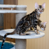 Photo №1. bengal cat - for sale in the city of Kirov | 1600$ | Announcement № 39344