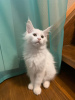 Photo №1. maine coon - for sale in the city of Nizhny Novgorod | negotiated | Announcement № 8254