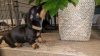 Photo №1. dachshund - for sale in the city of Brno | 300$ | Announcement № 68949