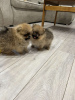 Photo №4. I will sell pomeranian in the city of Нови Сад.  - price - 1585$