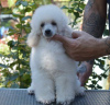 Photo №1. poodle (toy) - for sale in the city of Belgrade | negotiated | Announcement № 118651