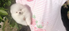 Photo №1. pomeranian - for sale in the city of Tampere | 350$ | Announcement № 119360