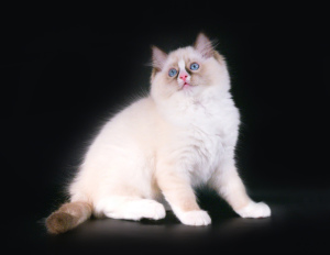 Photo №1. ragdoll - for sale in the city of Samara | 821$ | Announcement № 2548