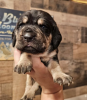 Photo №1. rottweiler - for sale in the city of Texas City | 300$ | Announcement № 105243