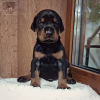 Photo №2 to announcement № 62328 for the sale of dobermann - buy in Ukraine private announcement, from nursery, breeder