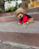 Photo №2 to announcement № 99622 for the sale of poodle (toy) - buy in United States breeder