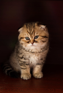 Photo №4. I will sell scottish fold in the city of Vitebsk. from nursery - price - 500$