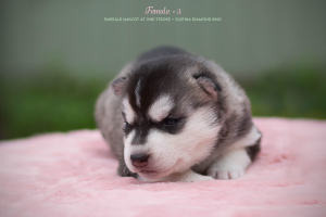 Photo №4. I will sell siberian husky in the city of Bryansk. breeder - price - negotiated