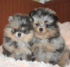 Photo №1. pomeranian - for sale in the city of Kauniainen | Is free | Announcement № 40114