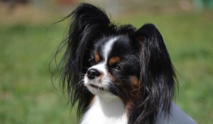 Photo №2 to announcement № 1125 for the sale of papillon dog - buy in Ukraine private announcement