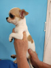 Photo №2 to announcement № 104900 for the sale of chihuahua - buy in Germany breeder