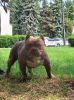 Photo №3. American Bully Dream. Moldova