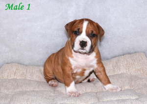 Photo №1. american staffordshire terrier - for sale in the city of Minsk | 441$ | Announcement № 6058
