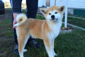 Additional photos: Chic puppies Akita Inu