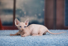 Photo №1. sphynx-katze - for sale in the city of Cologne | 832$ | Announcement № 25088