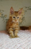 Photo №1. maine coon - for sale in the city of Minsk | 274$ | Announcement № 12823