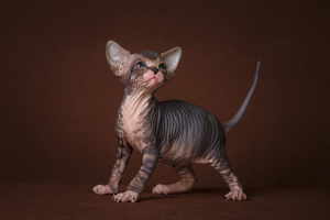 Photo №2 to announcement № 2084 for the sale of sphynx-katze - buy in Russian Federation from nursery, breeder