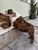 Photo №3. English bulldog, premium puppy. Serbia