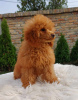 Photo №1. poodle (toy) - for sale in the city of Zrenjanin | negotiated | Announcement № 73105