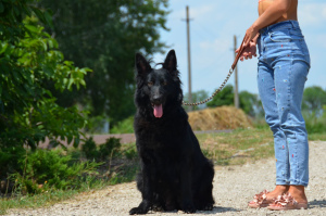 Additional photos: German shepherd puppies, girl and boy, with documents, stigma, video, delivery